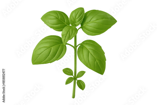 Fresh organic basil plant with green leaves on transparent background