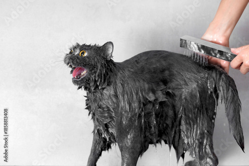 A British cat is being washed in the shower and she screams funny, a wet cat in the bathroom.