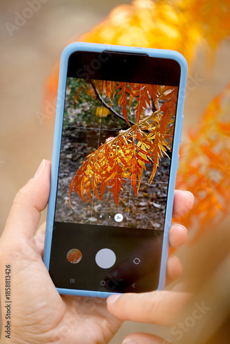 A woman's hands photograph beautiful autumn sumac leaves on her phone.