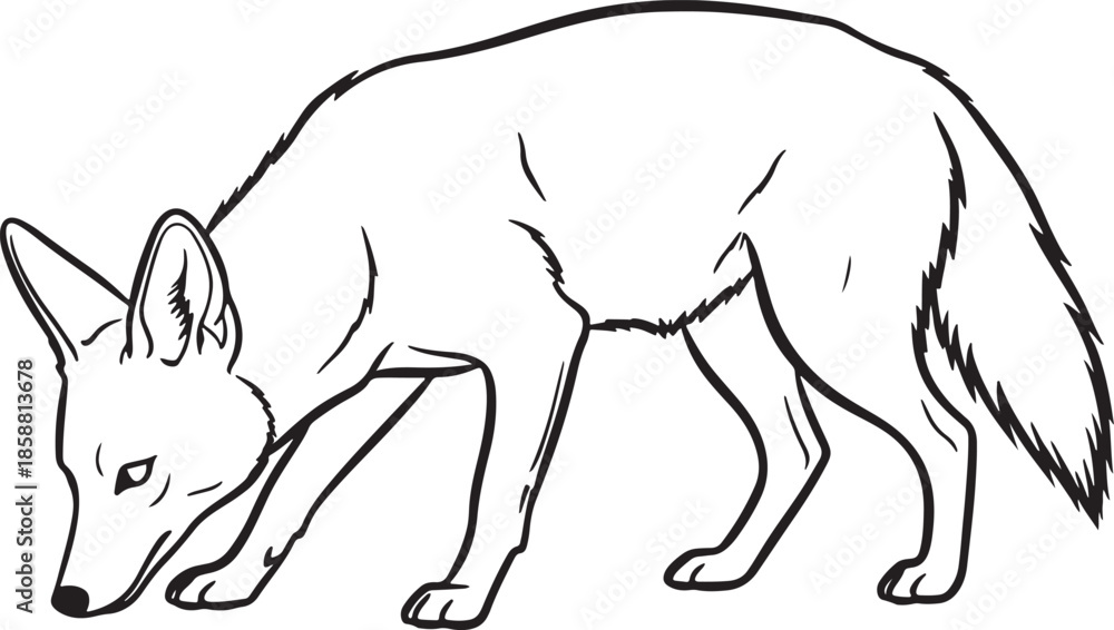 Obraz premium A detailed black and white line drawing of a fox in a hunting pose