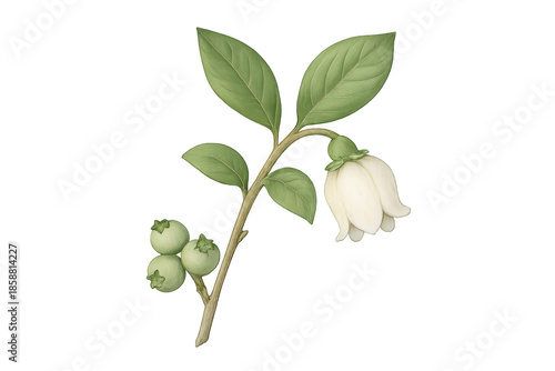 Wallpaper Mural Blueberry branch with green berries and white flower Torontodigital.ca