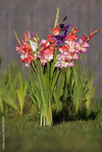 The mix of different colorful blooming Gladiolus flowers placed outdoors on a green grass in a long glass vase in autumn