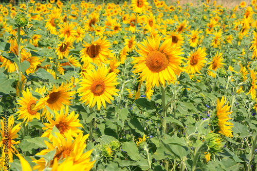 Sunflower Field in Brandenburg, Germany, Helianthus annuus
