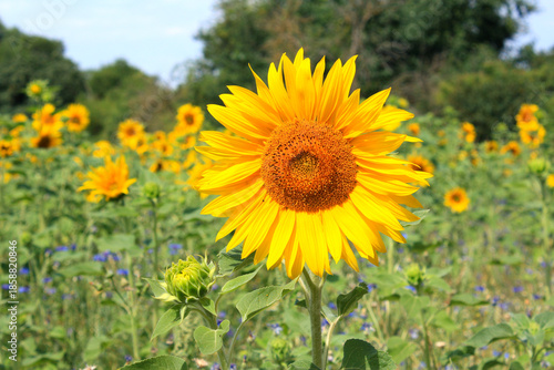 Sunflower Field in Brandenburg, Germany, Helianthus annuus
