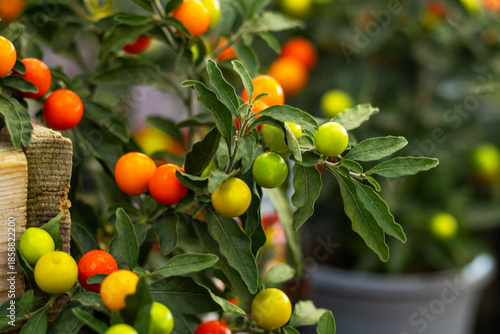 round pepper in pot in garden centre close up, planting shop and business