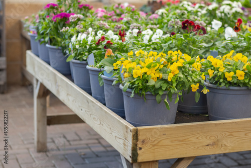blooming flowers in pots in garden centre , planting bussiness