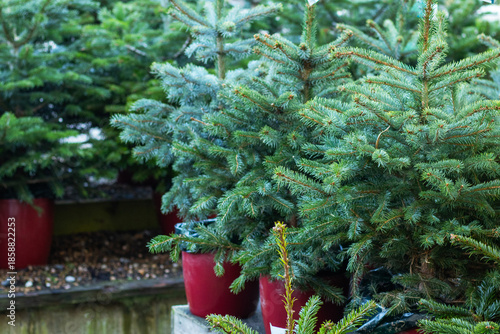 fir and spruce little trees on sale inside greenhouse of a plant nursery, garden center