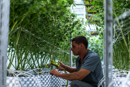 Fényképezés Laborants carefully trim cannabis plants in a vibrant grow facility, ensuring quality and precision