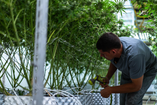 A dedicated laborant trims cannabis buds in a well-organized plantation under bright lights.