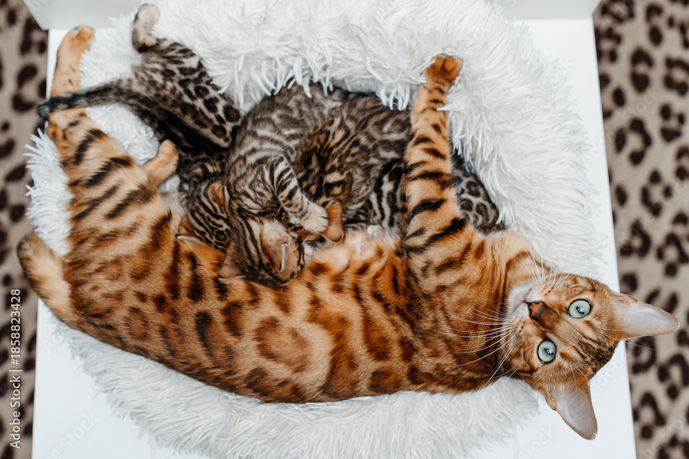 Obraz premium young cute small bengal kittens with mother cat lying in white fluffy cat bed, red and black, striped and spotted, ginger cat, newborn kittens sucking milk, drinking milk, cat maternity concept