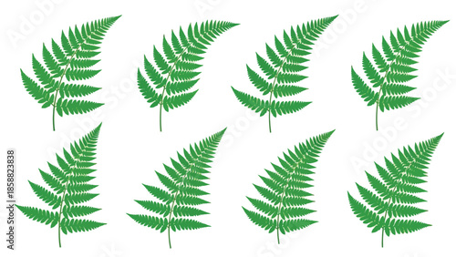 A collection of vibrant green fern fronds arranged on a plain white background