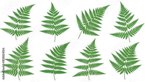 A collection of lush green fern fronds arranged on a white background