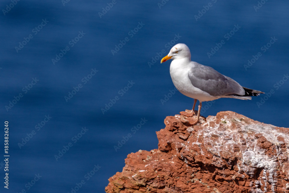 Fototapeta premium Mewa trójpalczasta (Rissa tridactyla)