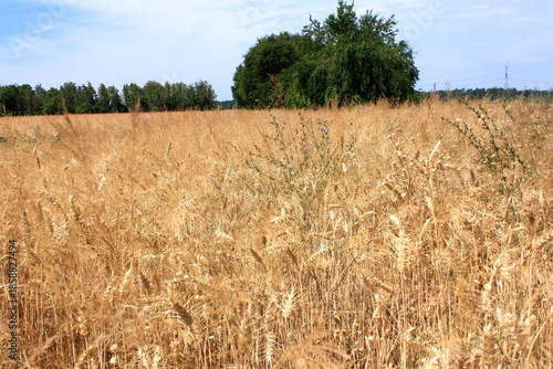 Grain Field in Brandenburg, Germany

