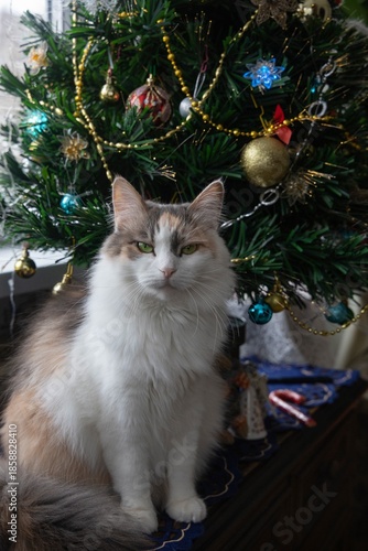 Pretty tricolor kitty under the Christmas tree
