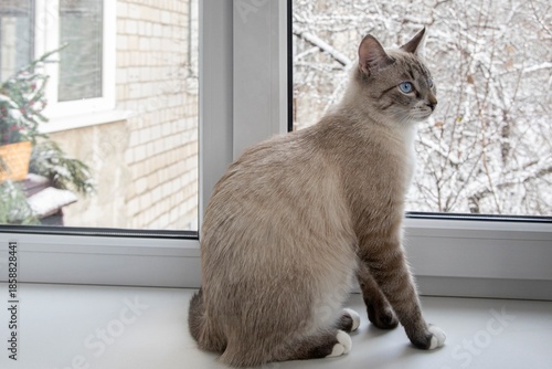 Young blue-eyed cat on a windowsill