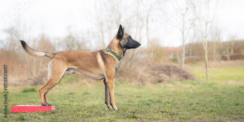 dog training with malinois balancing on target with hind legs learning focus and coordination