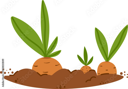 Fresh carrots growing in soil, organic farming and harvesting concept