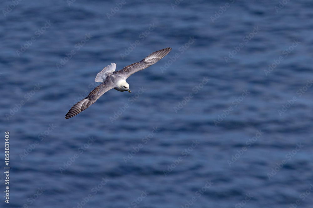 Naklejka premium fulmar, petrel (Fulmarus glacialis)