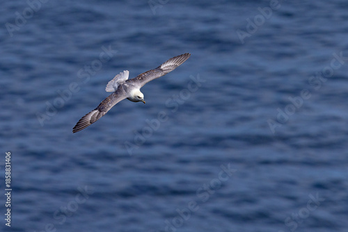 fulmar, petrel (Fulmarus glacialis)