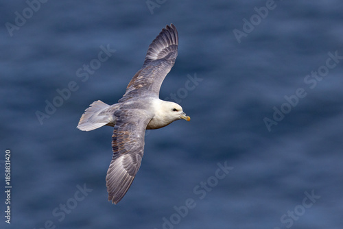fulmar, petrel (Fulmarus glacialis)