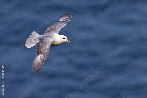 fulmar, petrel (Fulmarus glacialis)