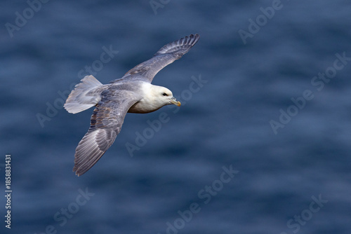 fulmar, petrel (Fulmarus glacialis)