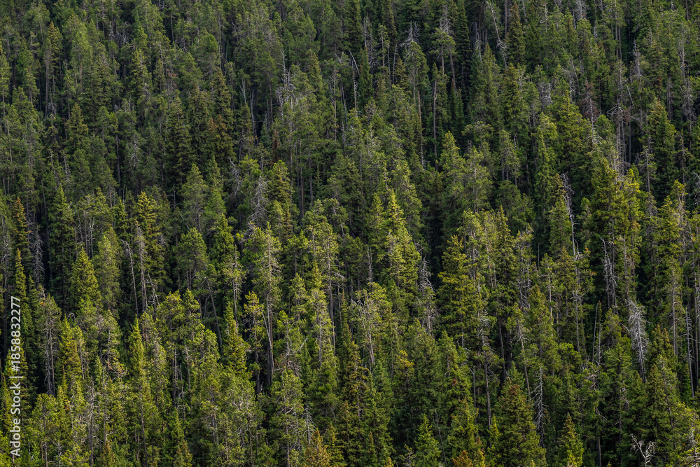 Obraz premium forest in the mountains