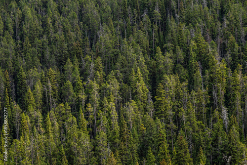 forest in the mountains