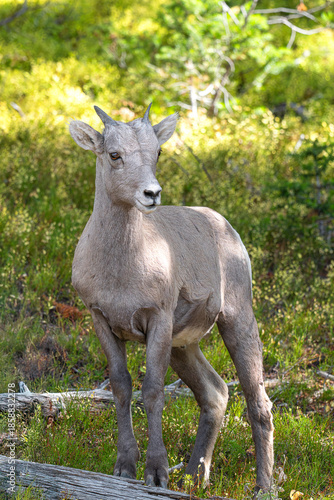 Mountain Goat in Yellowstone NP