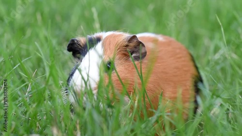 cute tricolor guinea pig portrait, red and black and white color, sitting in green grass, pet at walk in summer, macro photo, selective focus