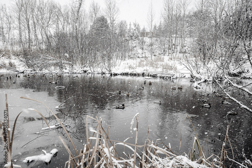 Foto Winter riverscape in park Quebec Canada