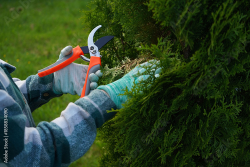 A detailed view shows the pruners jaws closing around a brittle, yellow thuja branch, guided by steady hands clothed in a soft green plaid fabric.