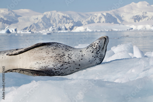 Photography A close up of a resting leopard seal in Antarctica