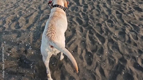 First person view following a happy yellow labrador retriever wagging its tail. The wet dog walks on the dark sand towards its owner