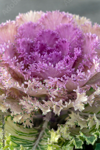 Colorful ornamental cabbage with purple leaves growing in a garden or greenhouse setting during daylight