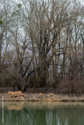 Trees along a riverbank during early spring in a quiet natural setting without any people or buildings present