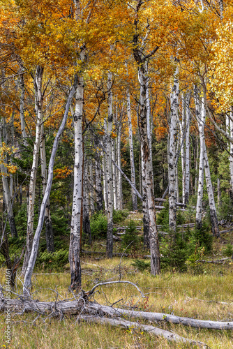 autumn in the forest