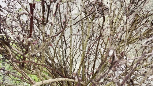 Tracking shot of bare barberry bush without leaves
