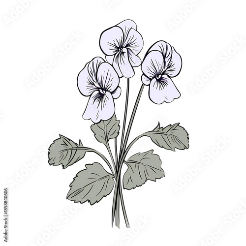 Delicate Wood Violet Garden Blossom Sketch