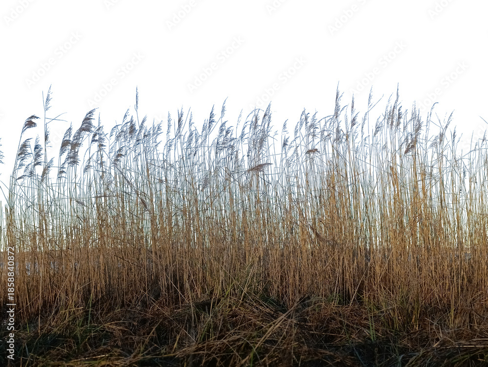 Fototapeta premium dry reeds on a white background in winter