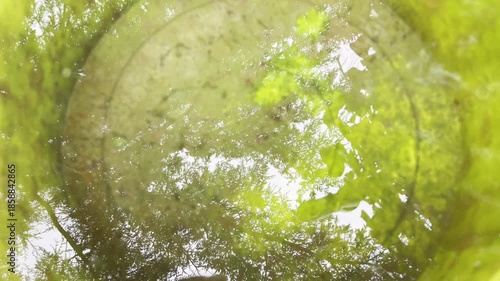 Overhead view of stagnant water with green moss in bucket