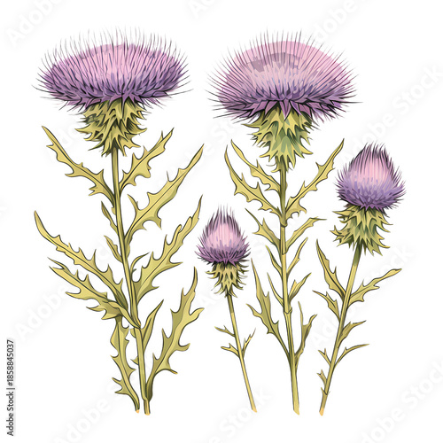 Botanical Southern Globethistle Floral Arrangement