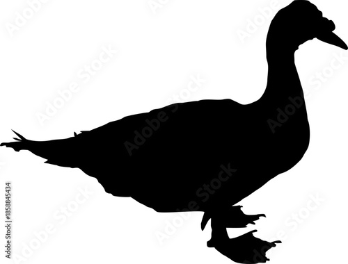 
simple vector in the form of a silhouette image of a Muscovy duck bird isolated in white