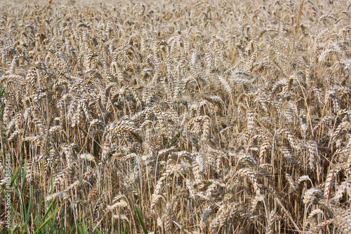 Grain Field in Brandenburg, Germany
