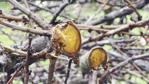 Pruned fruit tree branches with disease and new bud growth