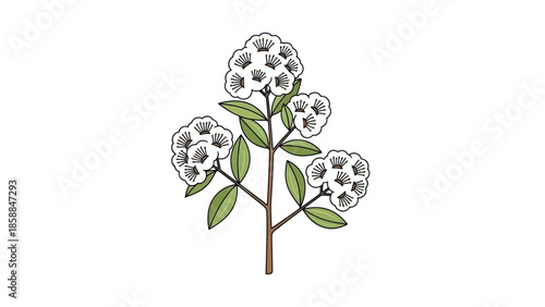 An illustration of a plant stem with green leaves and clusters of white flowers with brown stamens