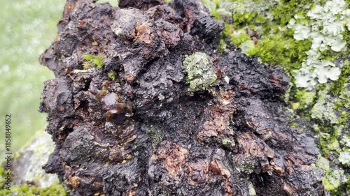 Weathered tree bark with moss and lichen growth close-up