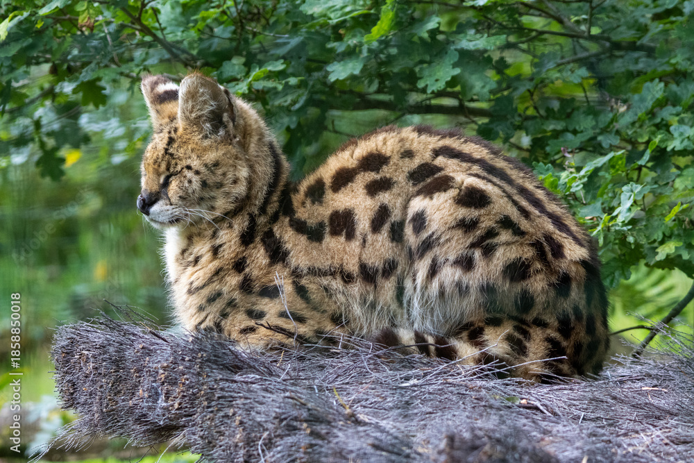 Obraz premium Serval