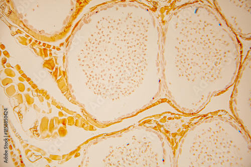 Obraz na płótnie Microscopic view of cellular structures showcasing intricate patterns and textur